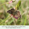 spialia orbifer badiauri female 1